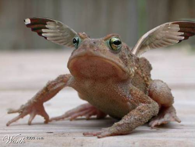 if-a-frog-had-wings.png